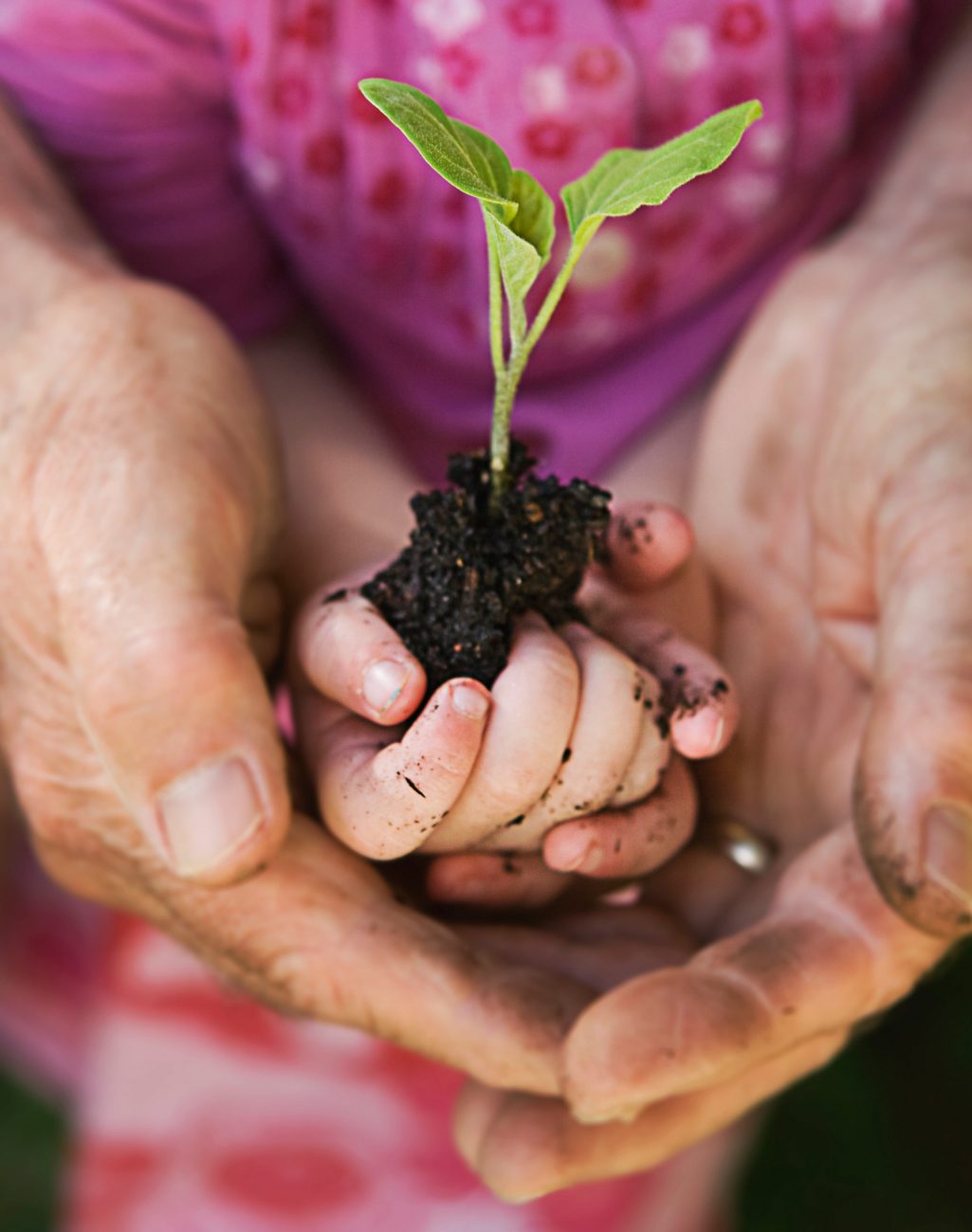 Child holding plant --- Image by © Strauss/Curtis/Corbis